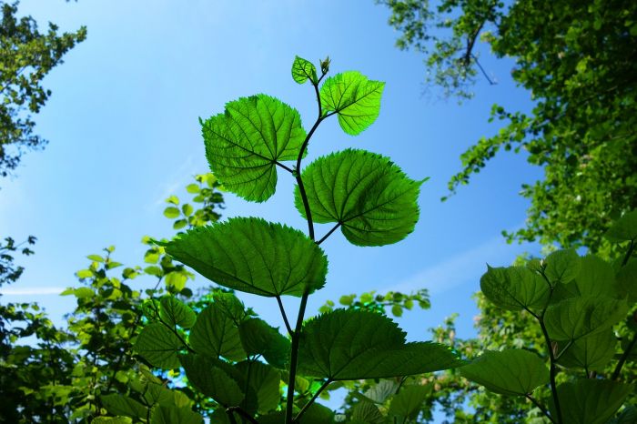 ベトナムの天気はどう⁉ 都市別に年間の気候を紹介